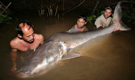 giant-catfish.jpg