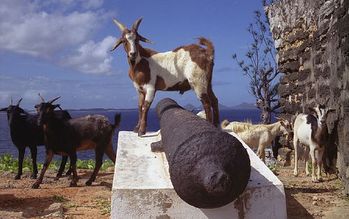 Would you hire goats to do your yard work? Photo by Robin.elaine via Flickr