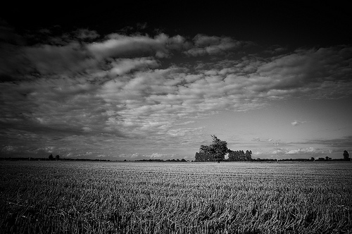 Leftover stubble from wheat and grain crops could replace at least 20% of fossil-fuel based energy without interfering with the land or food supply.  Photo by Andrew Stawarz