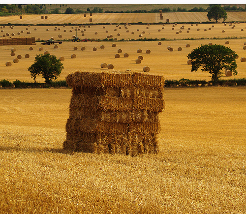 Many farmers PAY to have farm waste, wood chips, and other potential biomass materials removed from their land. Photo by pdam2