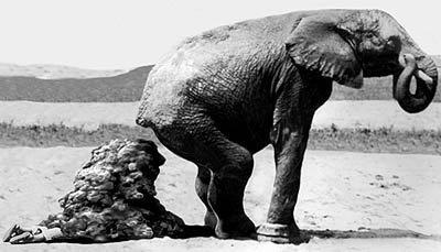 http://ecoble.com/wp-content/uploads/2009/03/elephant_poop.jpg