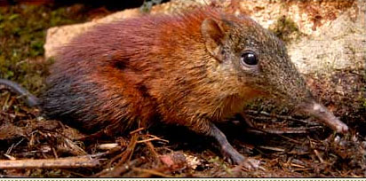 Rare New Mammal Species Discovered