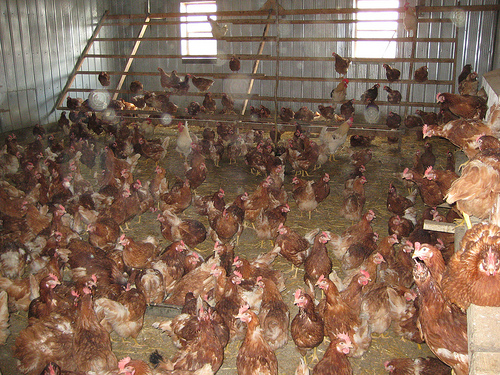 Over 800 thousand tons of chicken poop is available for biomass energy production in the Netherlands each year.  Photo by mauledbyjesus via Flickr