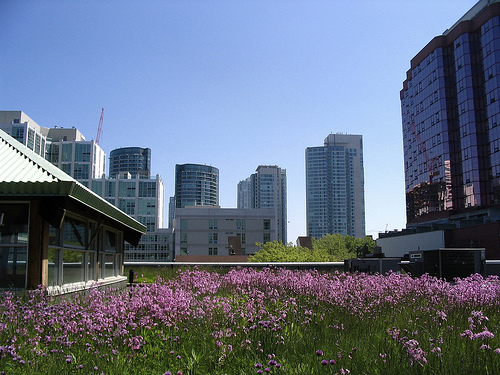 Green roofs minimize storm water management, reduce energy costs, and benefit the environment.  Photo by 416Style