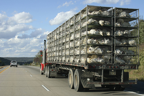 Turkeys on their way to food, then fuel? Eschipul via Flickr